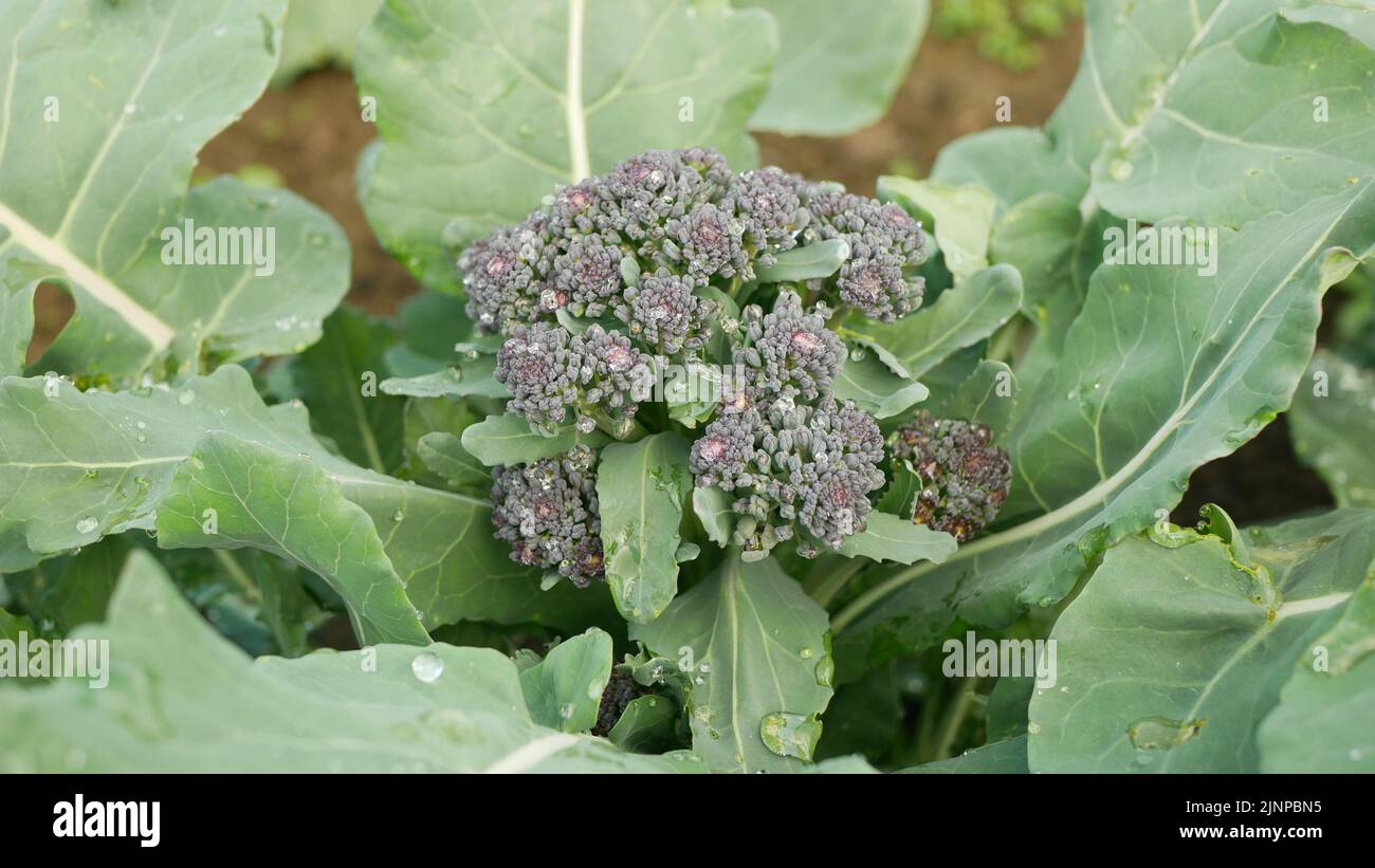 Broccoli foglia bio agricoltore serra fioritura testa fusto folio e agricola giardino verde Brassica oleracea italica pianta naturale Foto Stock