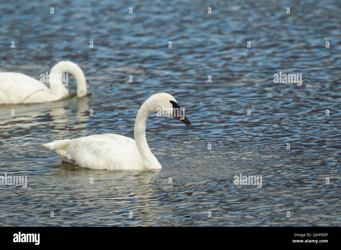 Trombettista Swan (Cygnus buccinator) adulto Foto Stock
