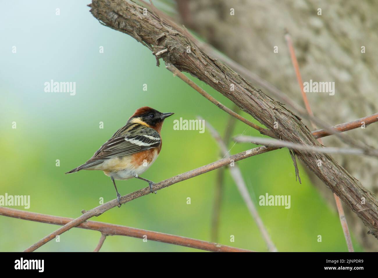 Warbler (Setophaga castanea) Foto Stock