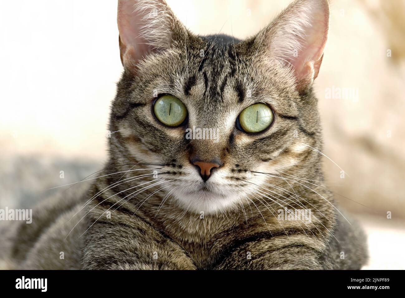 Carino gatto di razza mista guarda la macchina fotografica. Foto Stock