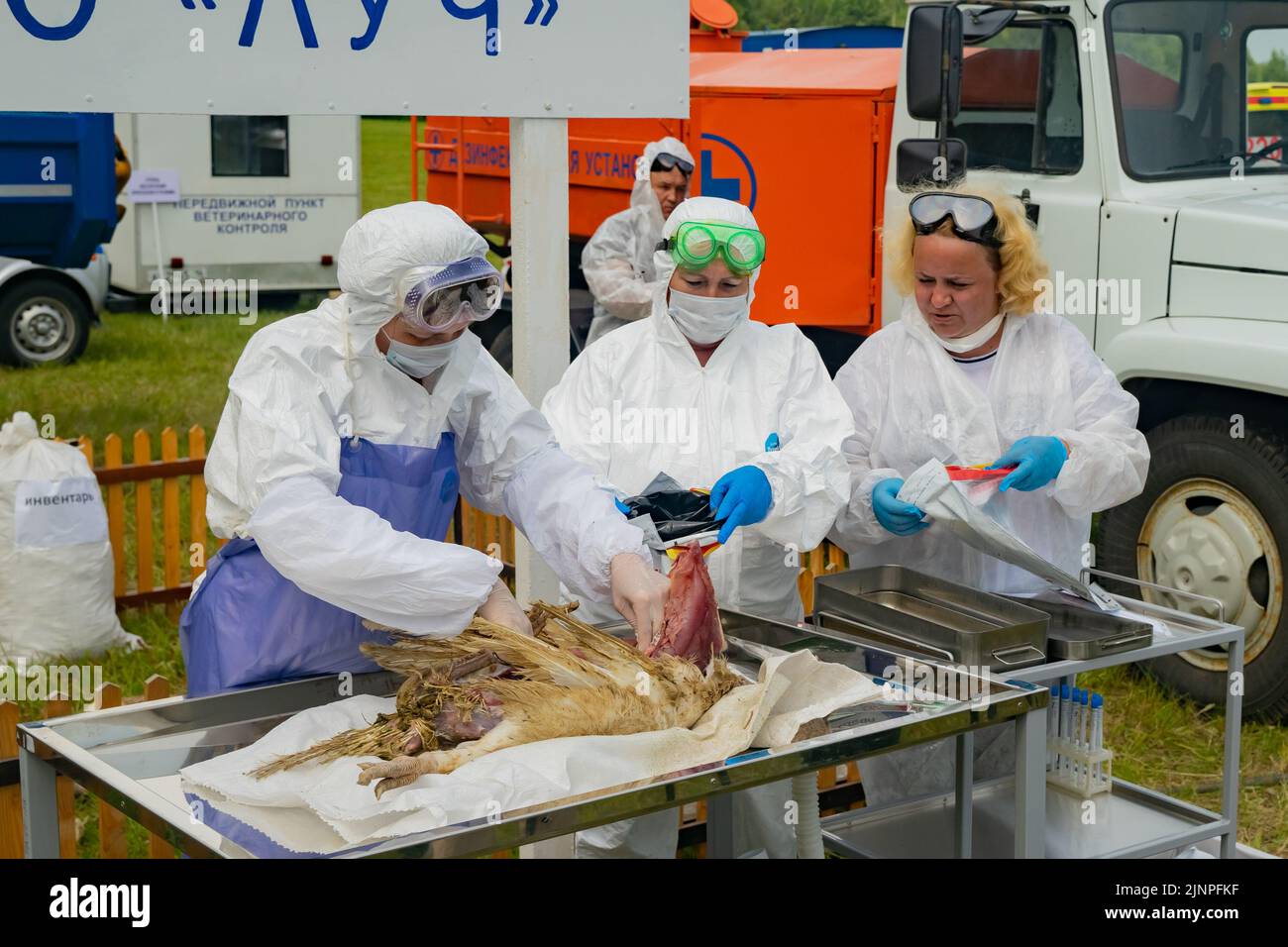 Tatarastan, Russia. 2022, 14 luglio. Taglio di una carcassa di tacchino che è morta di influenza aviaria. Analisi della turchia morta da parte di specialisti in tute protettive. Foto Stock