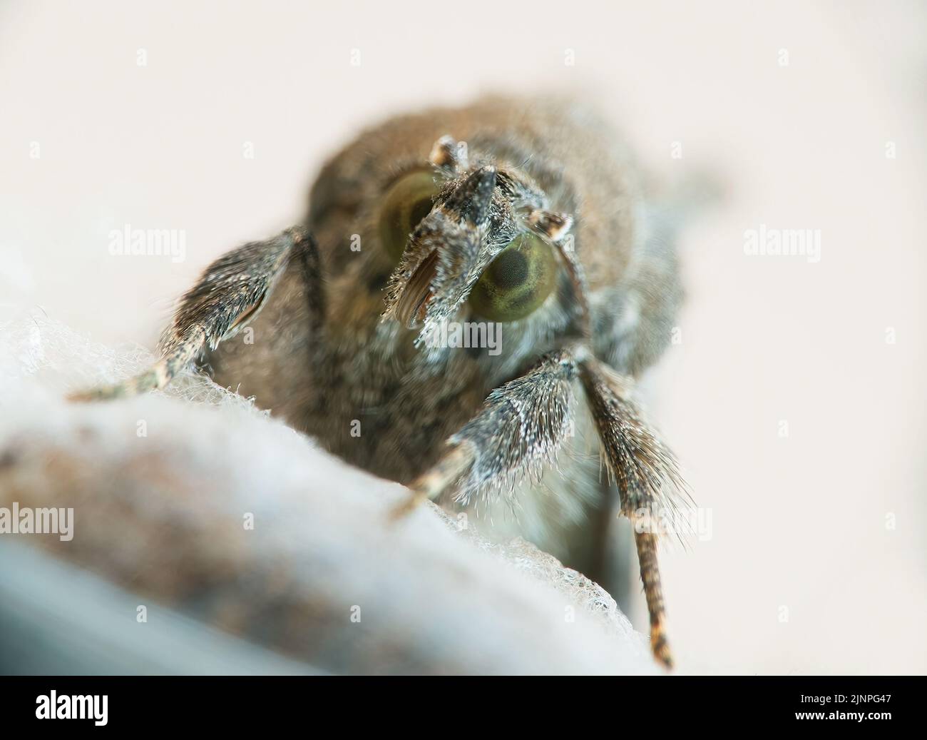 Immagine macro di una falena, dopo la pupazione. Foto Stock