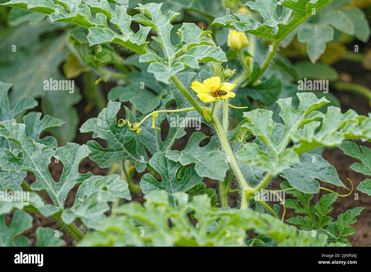 Pianta di cocomero fiorente nella terra. Fiore con insetto di ape. Macro primo piano. Foto Stock