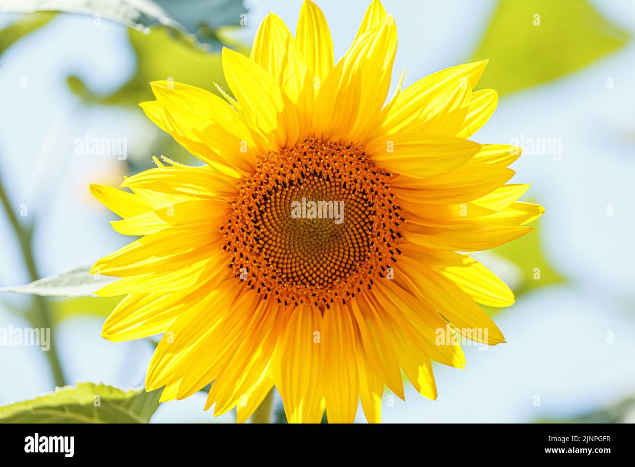 Fiore di girasole nel giardino contro il cielo. Macro primo piano Foto Stock