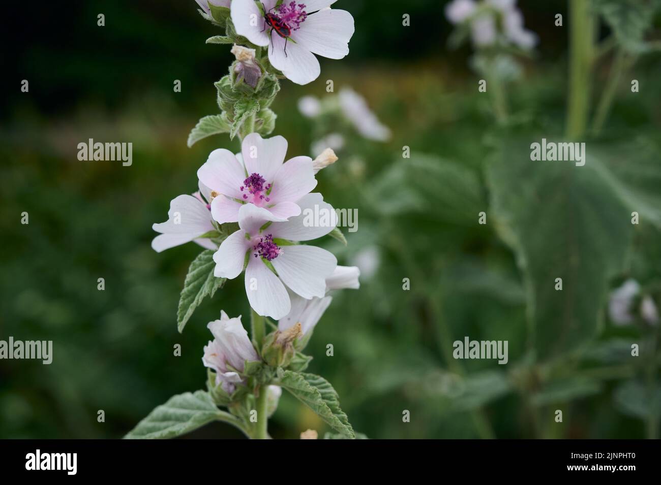 Fiore selvatico Althaea officinalis nel giardino. Foto Stock