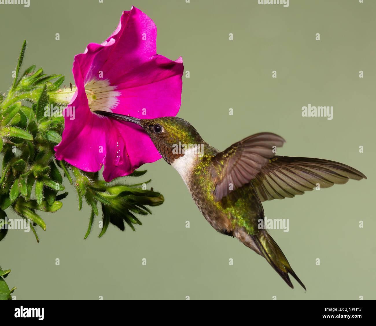 Hummingbird gygar raduno Ruby-throated Foto Stock