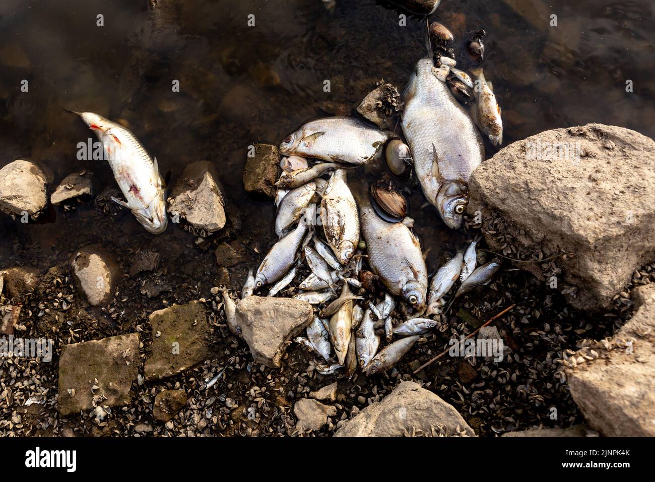 Germania. 13th ago, 2022. I pesci morti si trovano sulla riva del fiume Oder vicino a Kustrien-Kietz su Oder in Germania il 13 agosto 2022. Si ritiene che il fiume Oder, che in parte corre al confine polacco-tedesco, sia stato contaminato da inquinanti tossici, chimici o biologici. La portata dell'inquinamento è molto grande, tonnellate di pesci morti sono state tirate fuori dall'acqua da volontari. Si ritiene che la contaminazione sia iniziata a Olawa, nel sud della Polonia. La gente è esortata a non entrare o ad usare le acque del fiume. Il primo ministro polacco, Mateusz Morawiecki, si è dichiarato a favore di un'indagine approfondita e di gravi svantaggi Foto Stock