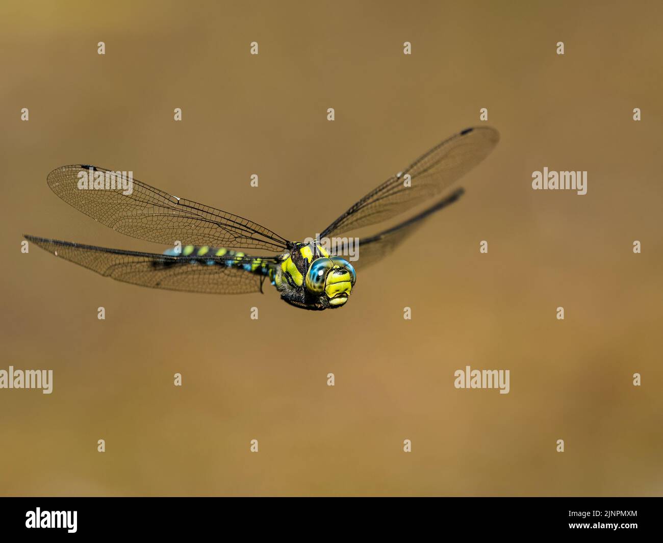 Libellula da falco meridionale maschile in estate nel Galles centrale Foto Stock