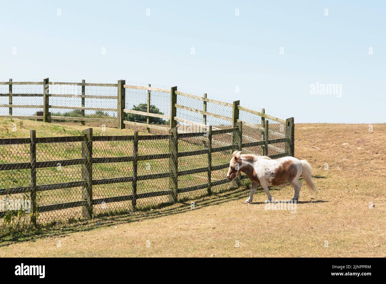 Shetland in miniatura Foto Stock