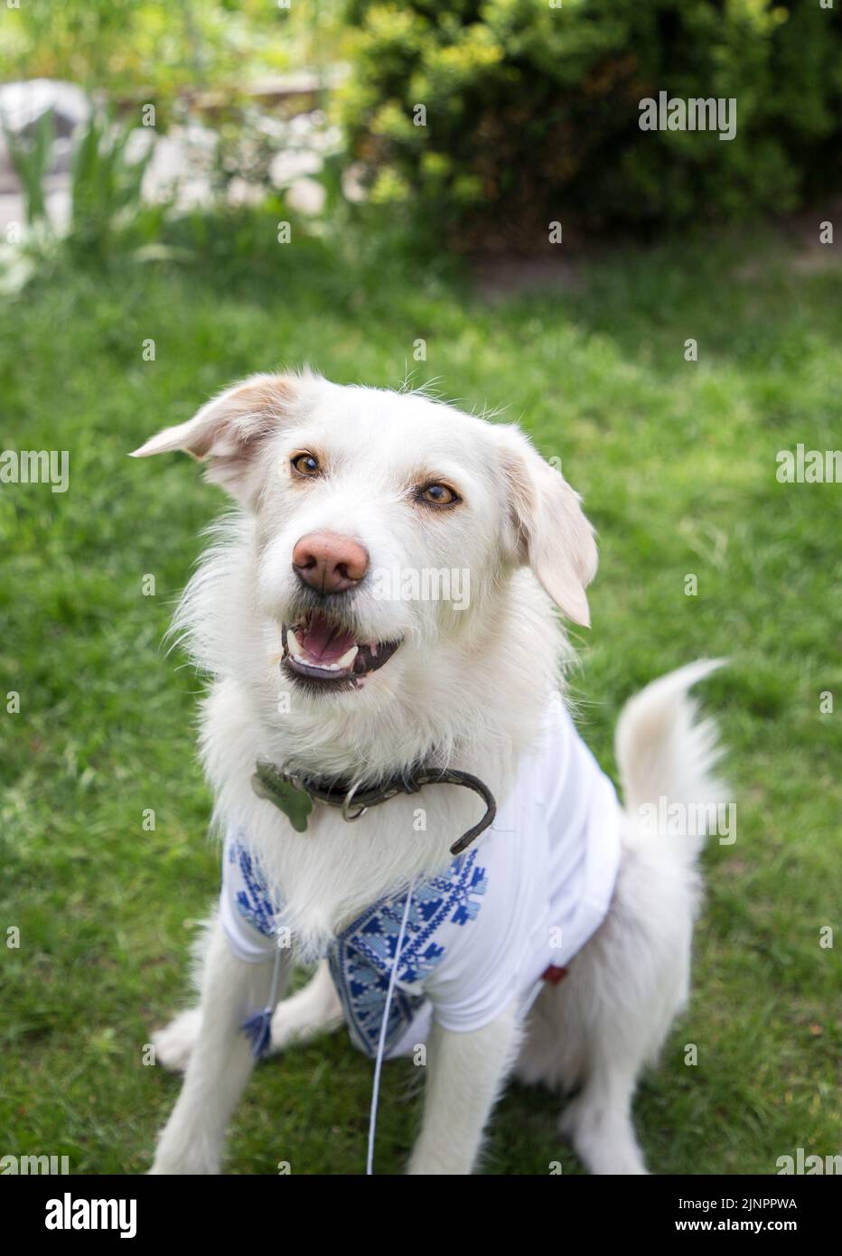 L'animale domestico preferito, un cane bianco, vestito in una vishyvanka nazionale Ucraina, siede sull'erba verde. Messaggio patriottico di pace. Ucraini contro la guerra Foto Stock