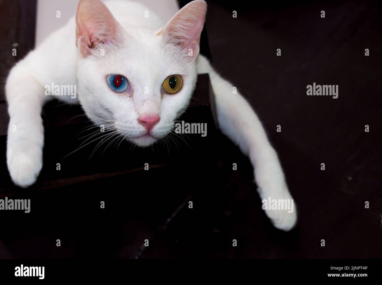 Gatto bianco con occhi di colore diverso con occhio blu e giallo. Adorabili animali domestici. Foto Stock