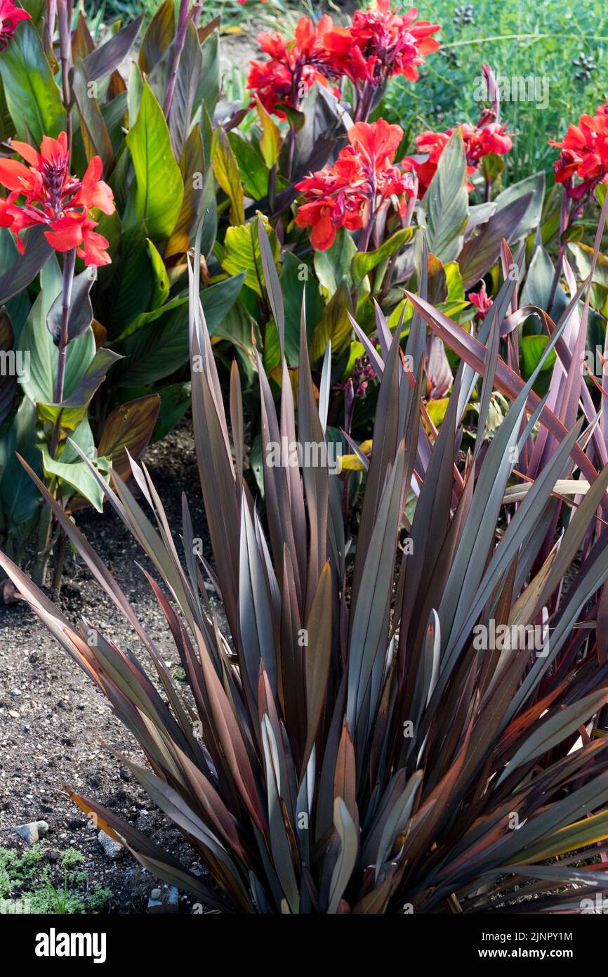 New Zealand Flax, Phormium 'Dark Delight', Garden, Hardy, Perennial, Pianta sfondo canna Cannova Scarlet Bronzo Foto Stock