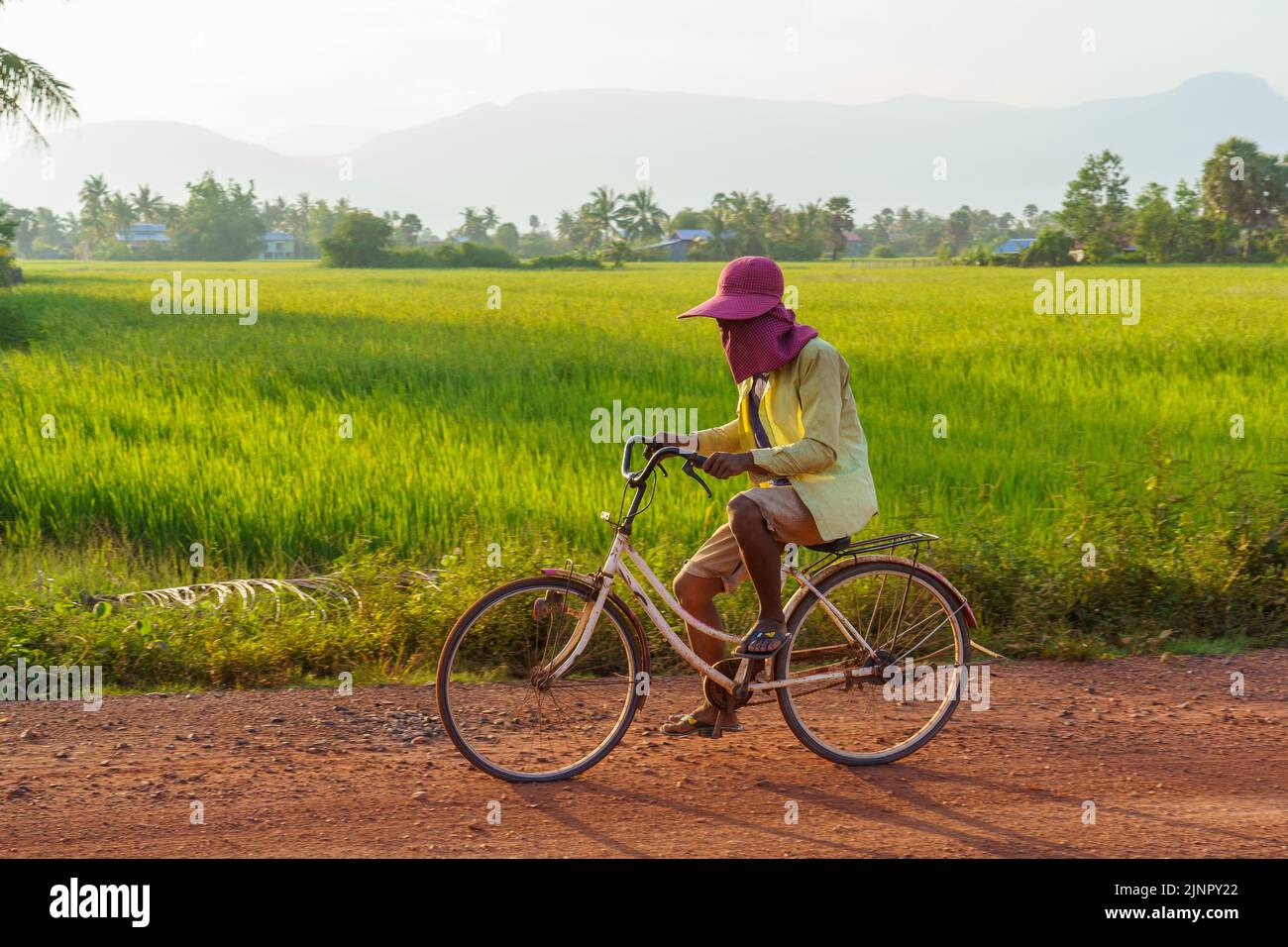 Kampot. Cambogia. Provincia di Kampot. Uomo in bicicletta lungo campi di riso Foto Stock