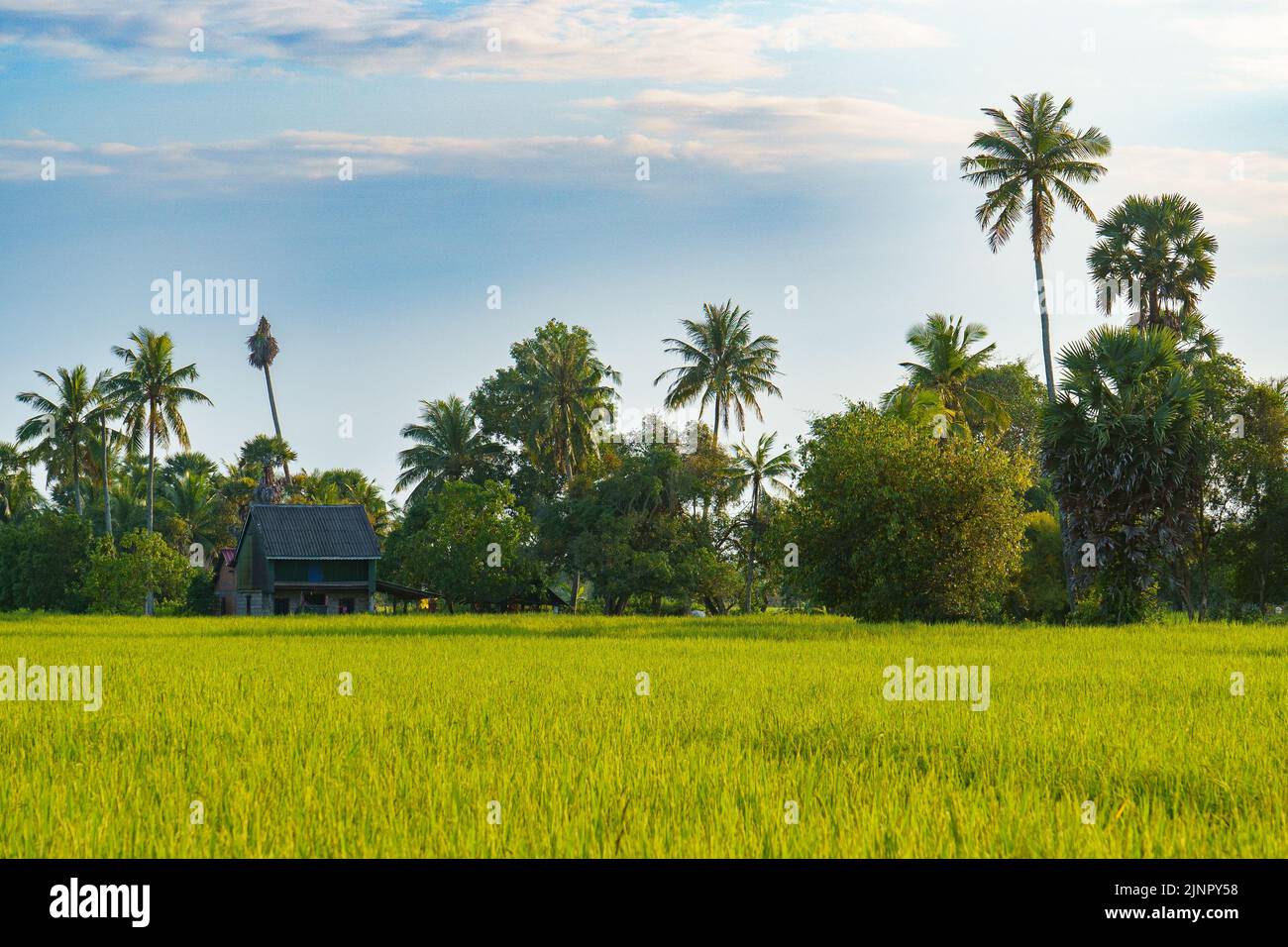 Kampot. Cambogia. Provincia di Kampot. Intorno a Kampot. Risaie Foto Stock