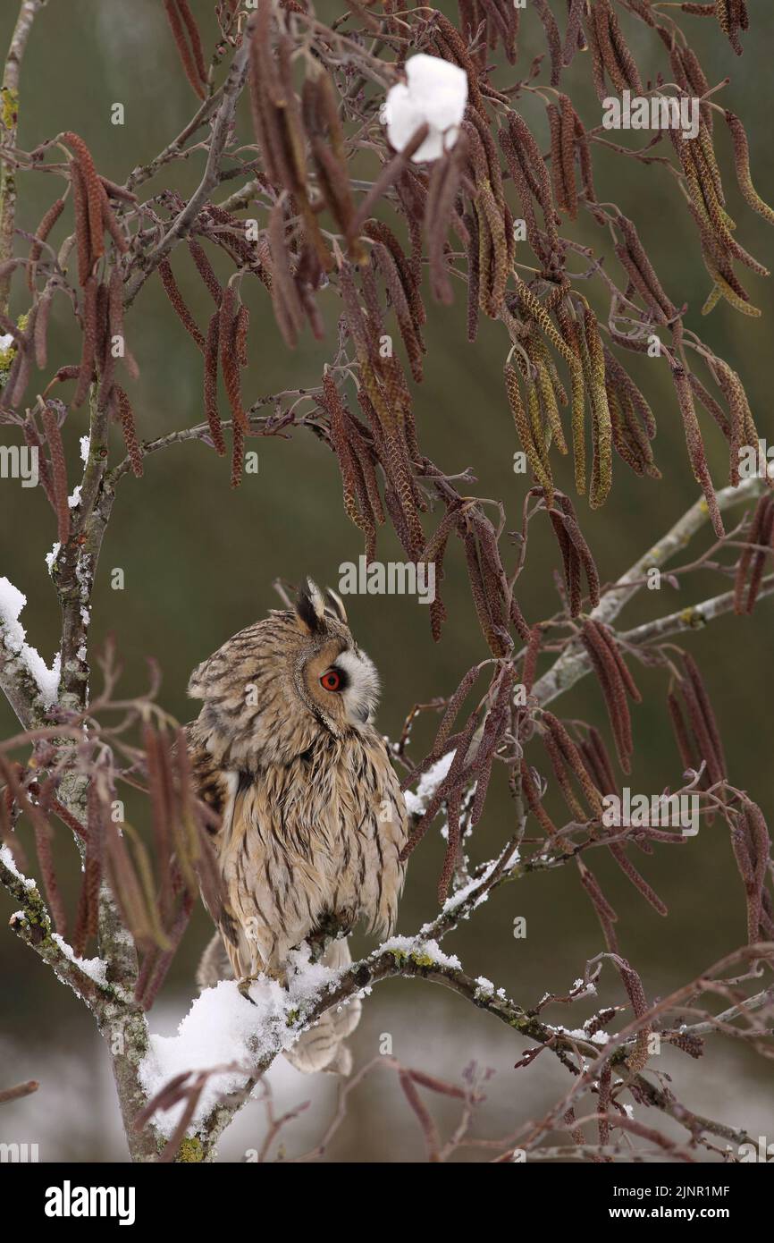 Un gufo dalle orecchie lunghe (Asio otus) sta ruggendo in un albero coperto di neve, mentre in allarme per i rumori circostanti. Foto Stock