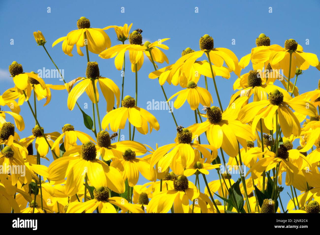 Rudbeckias, contro il cielo blu, Rudbeckia 'Herbstsonne', agosto, giallo, Fiori, Rudbeckia laciniata, piante da giardino Foto Stock