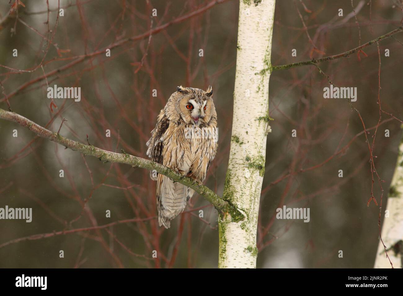 Un gufo dalle orecchie lunghe (Asio otus) sta ruggendo in un albero coperto di neve, mentre in allarme per i rumori circostanti. Foto Stock