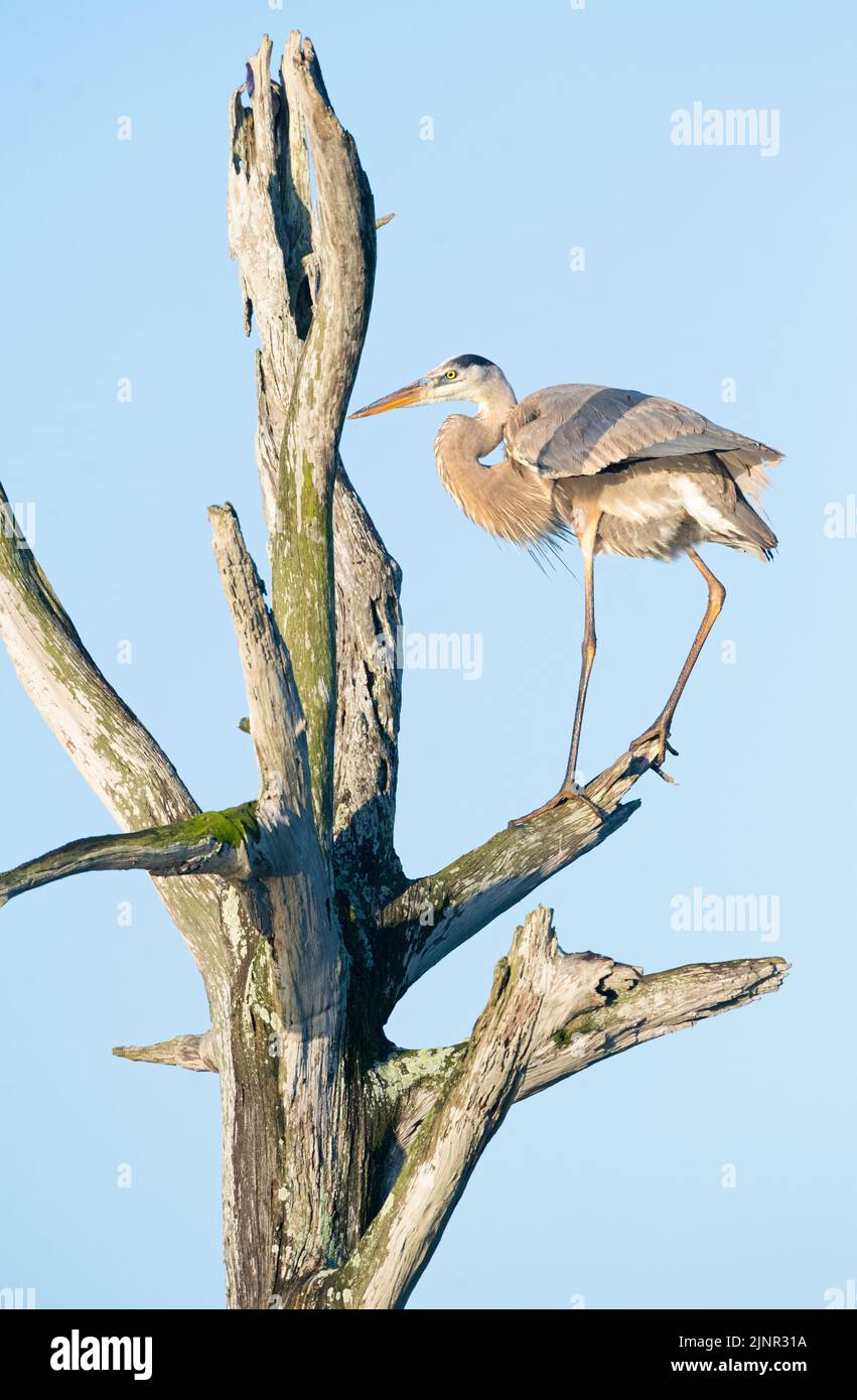 Grande Eroone Blu (Ardea herodias). Green Cay Wetlands, Palm Beach County, Florida. Foto Stock