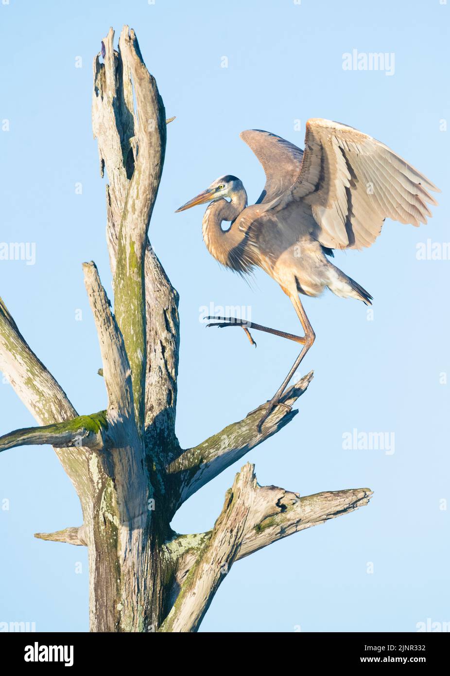 Grande Eroone Blu (Ardea herodias). Green Cay Wetlands, Palm Beach County, Florida. Foto Stock