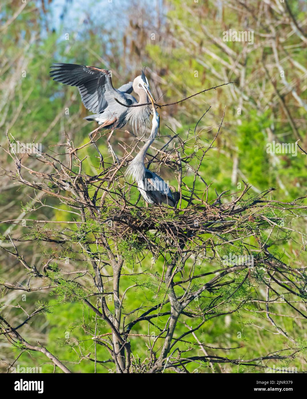 Grande Eroone Blu (Ardea herodias). Green Cay Wetlands, Palm Beach County, Florida. Foto Stock