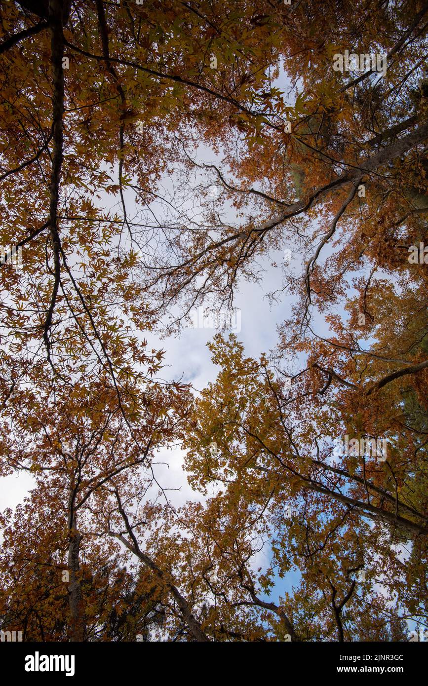 Vista ad angolo basso delle cime del tronco dell'albero giallo foglie cadenti nella stagione autunnale Foto Stock