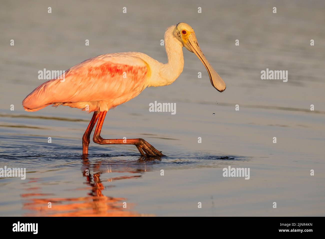 Rosette Spoonbill (Platalea ajaja). Myakka River state Park, Florida. Nutrirsi al tramonto. Foto Stock