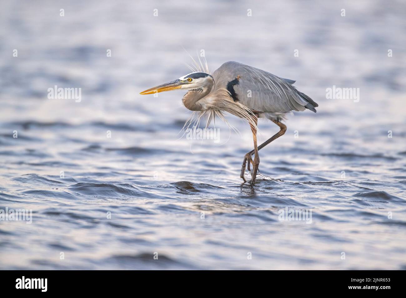 Grande Eroone Blu (Ardea herodias). Pesca nel Myakka River state Park, Florida. Foto Stock