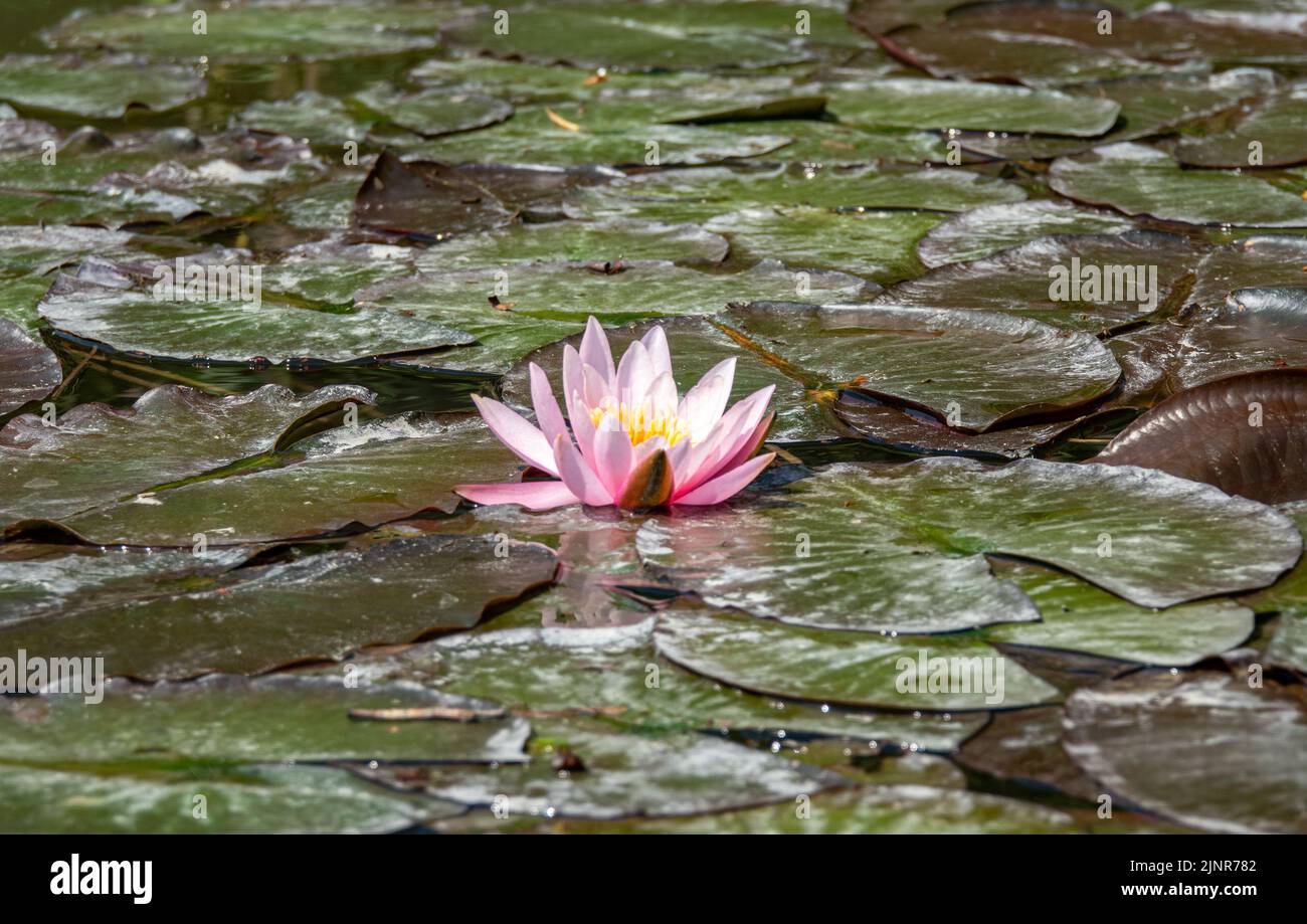 Bel giglio d'acqua rosa o fiore di loto Foto Stock