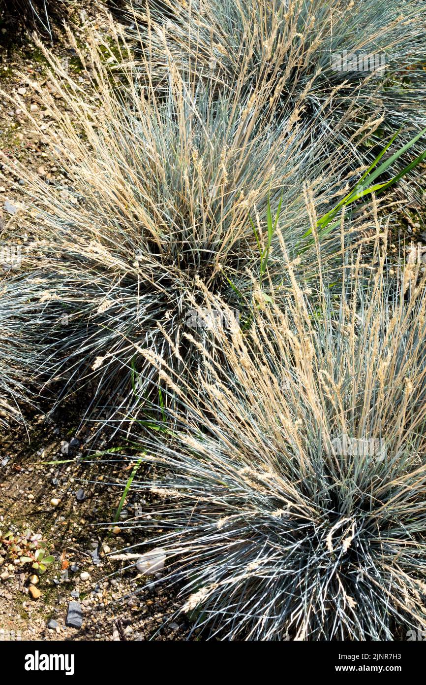 Festuca valesiaca, Festuca Blu, Festuca Hardy, erba, ornamentale, Giardino, pianta Foto Stock