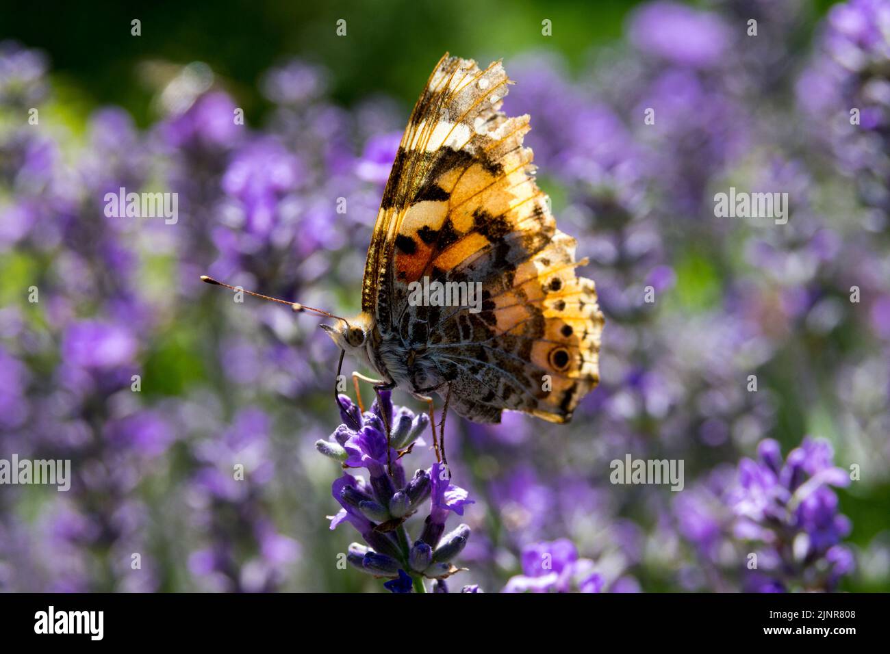 Ali di farfalla danneggiate Butterfly appollaiata sul fiore di lavanda blu Butterfly sulla vista laterale del fiore Foto Stock