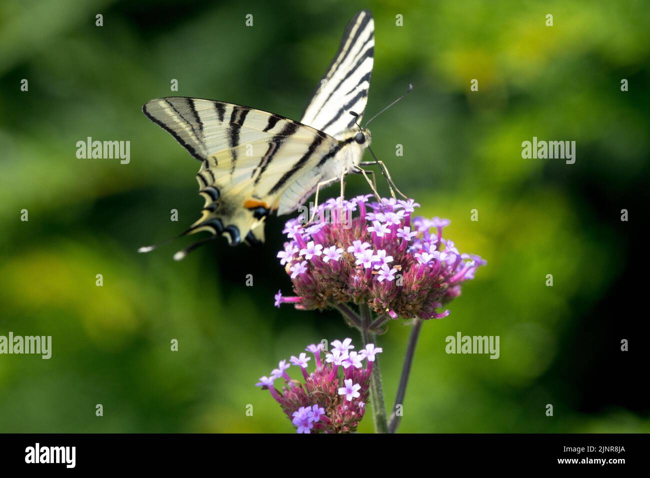 Verbena Flower Butterfly, Iphiclides podalirius, scarso Swallowtail Butterfly Feeding Nectar Verbena bonariensis Foto Stock