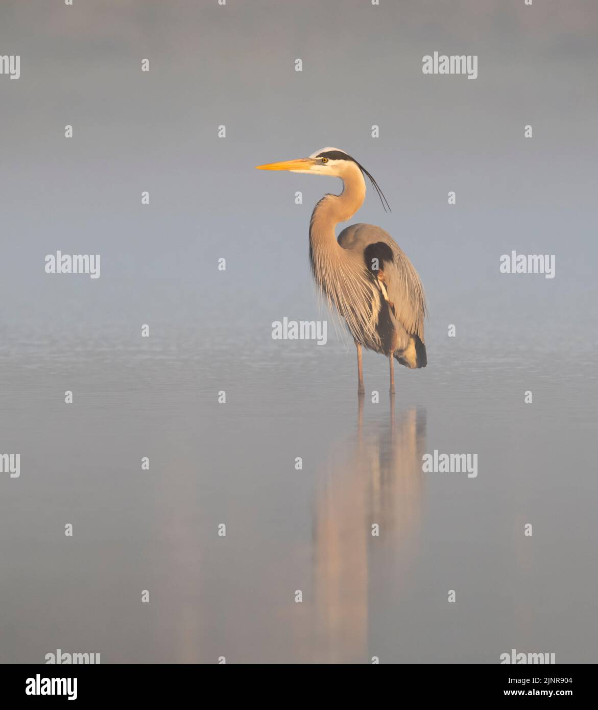 Grande Eroone Blu (Ardea herodias). Il sole sorge in una mattinata nebbiosa nel Myakka River state Park, Florida. Foto Stock