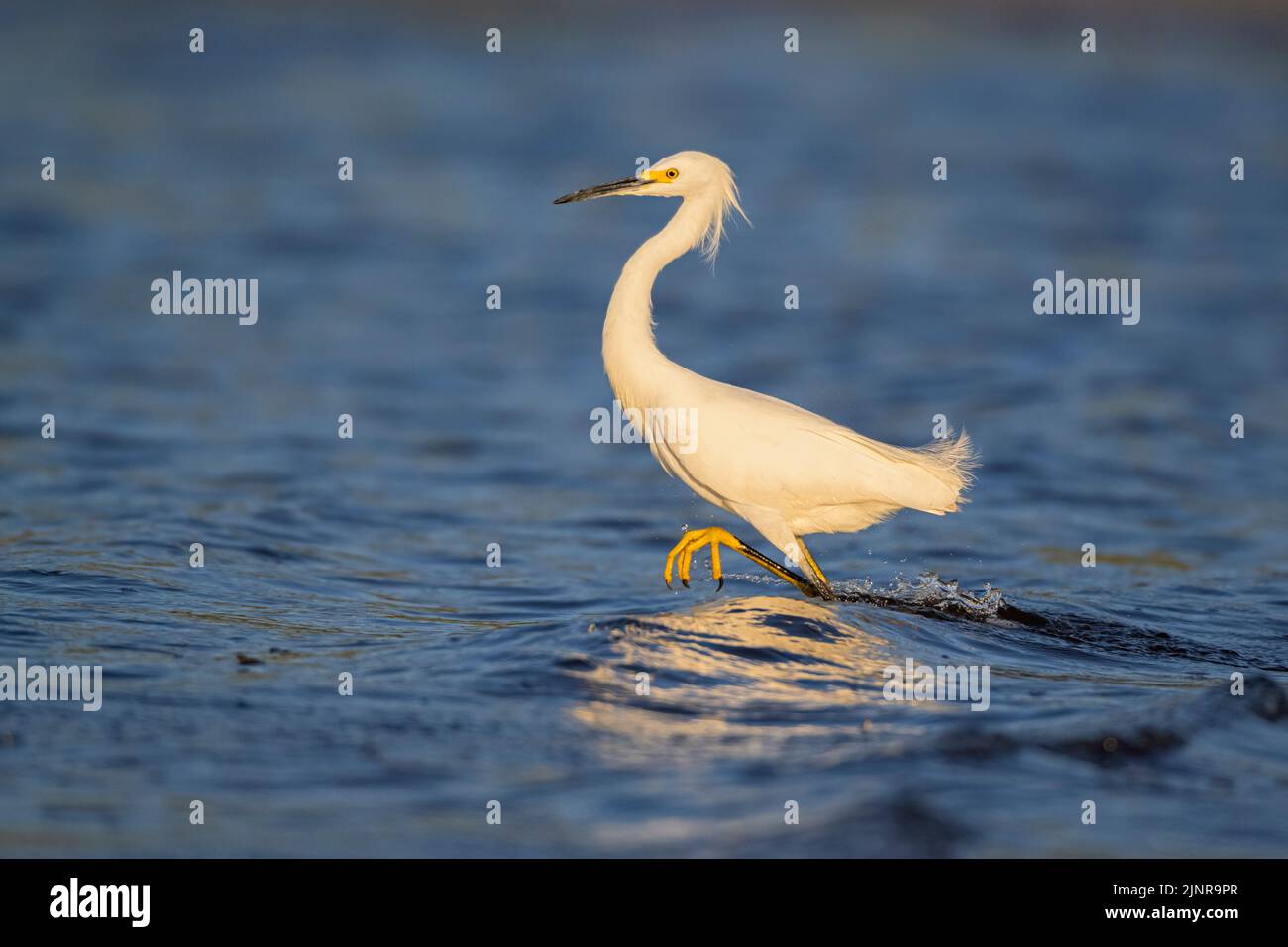 Egret nevoso (Egretta thula). Pesca nel Myakka River state Park, Florida. Foto Stock