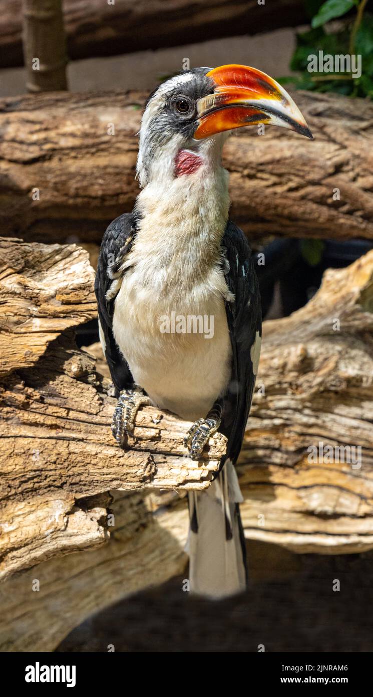 Becco di von der Decken (tockus deckeni), adulto su tronco d'albero. Foto Stock