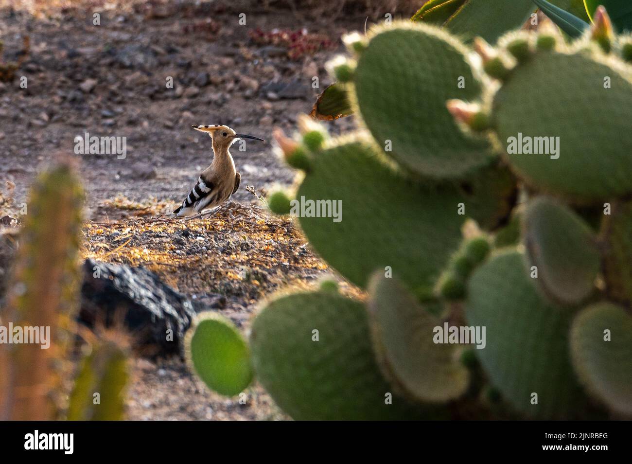 Un hoopoe eurasiatico (Upupa epops) in piedi sul terreno vicino ad alcuni cactus. Foto Stock