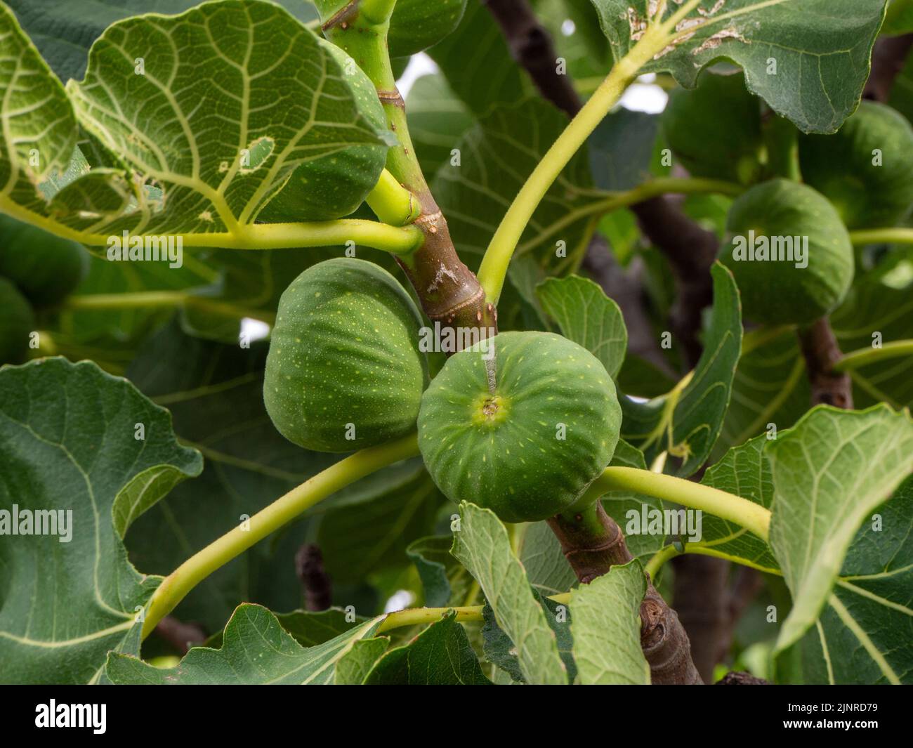 fichi su un albero mediterraneo in estate. Concetto di vita sana Foto Stock