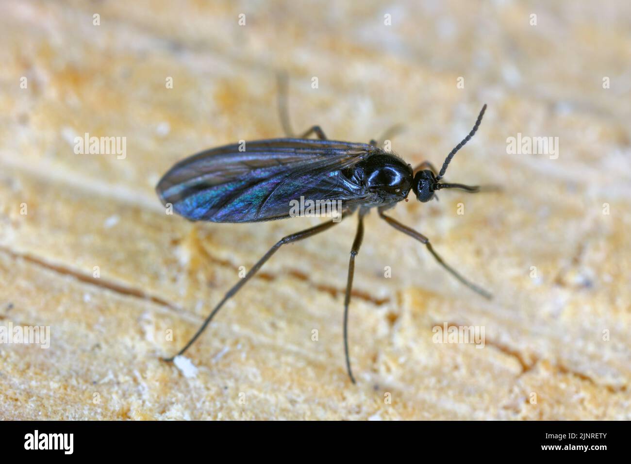 Macro immagine di un Fungus Gnat ad alette scure (Sciaridae) su legno. Foto Stock