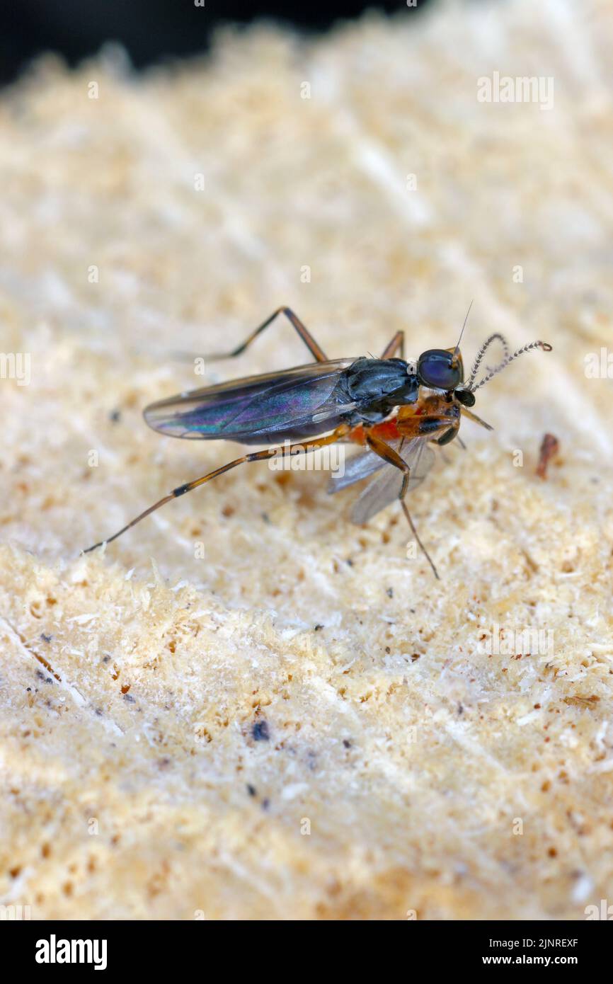 Una mosca predatoria che mangia una mosca cacciata. Foto Stock