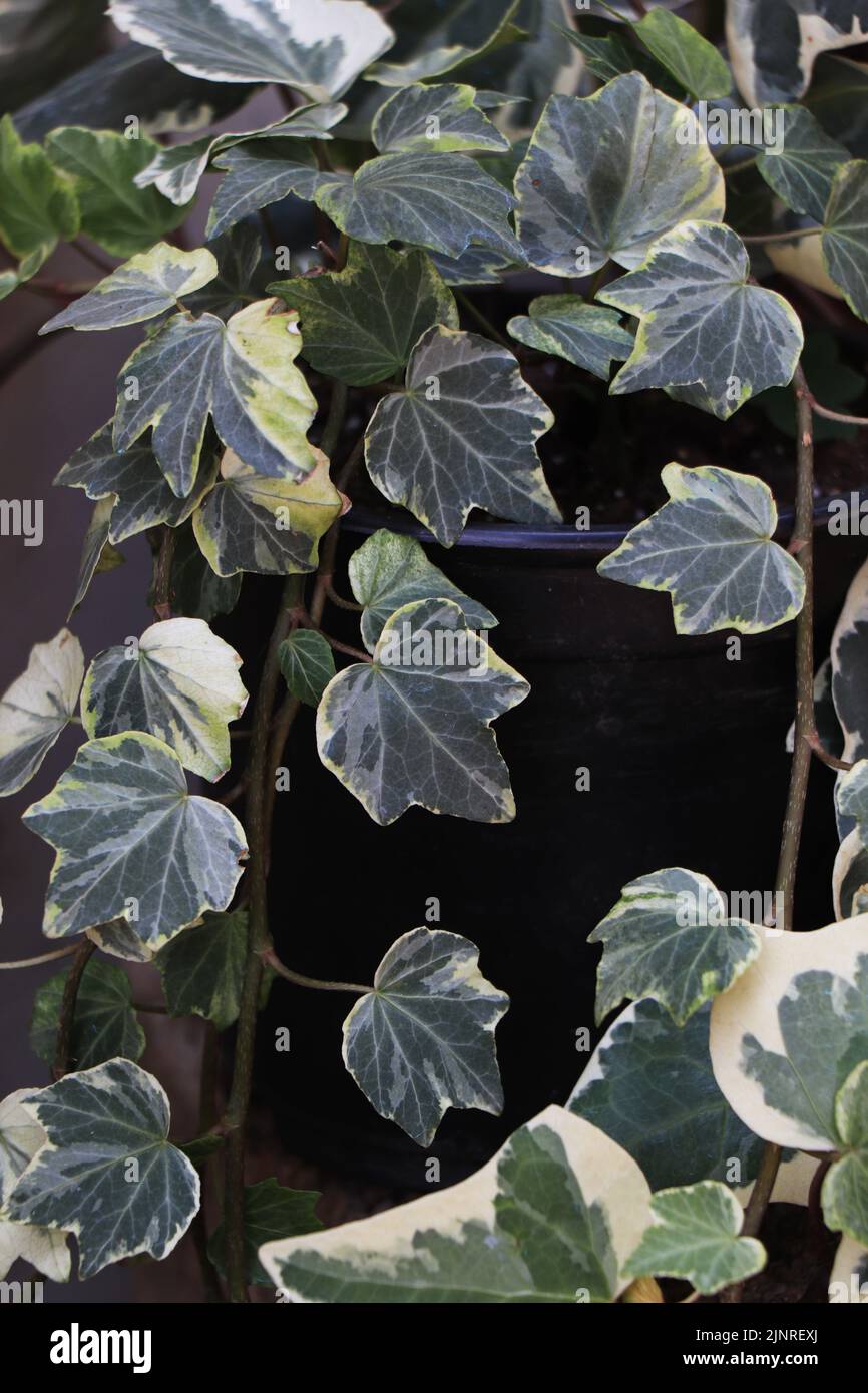 Pianta variegata di edera con foglie verdi e bianche in vaso. Impianto decorativo di fogliame con viti trainate, adatto per ambienti interni ed esterni.// Foto Stock