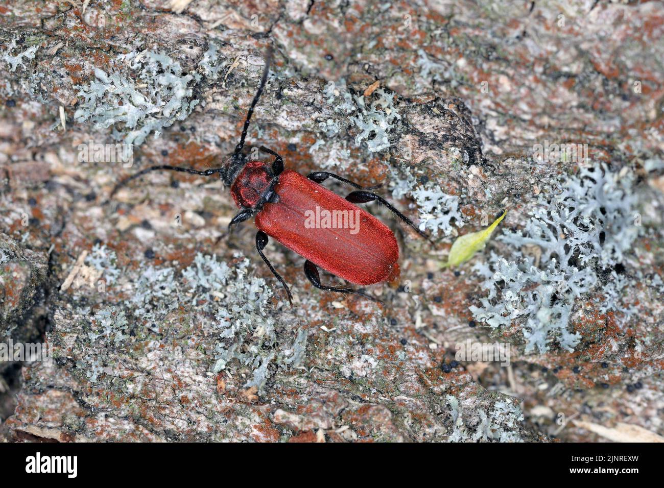 Scarlatto di corna di longhorn rivestito, corpino di quercia gallese (Pyrhidium sanguineum). Una femmina che depone uova su legno. Foto Stock