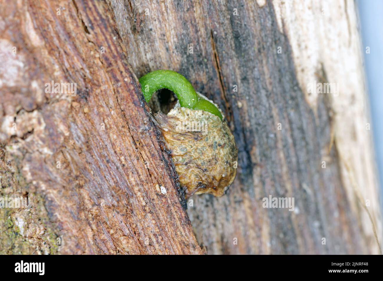 Germinare i semi di vischio su un albero. Foto Stock