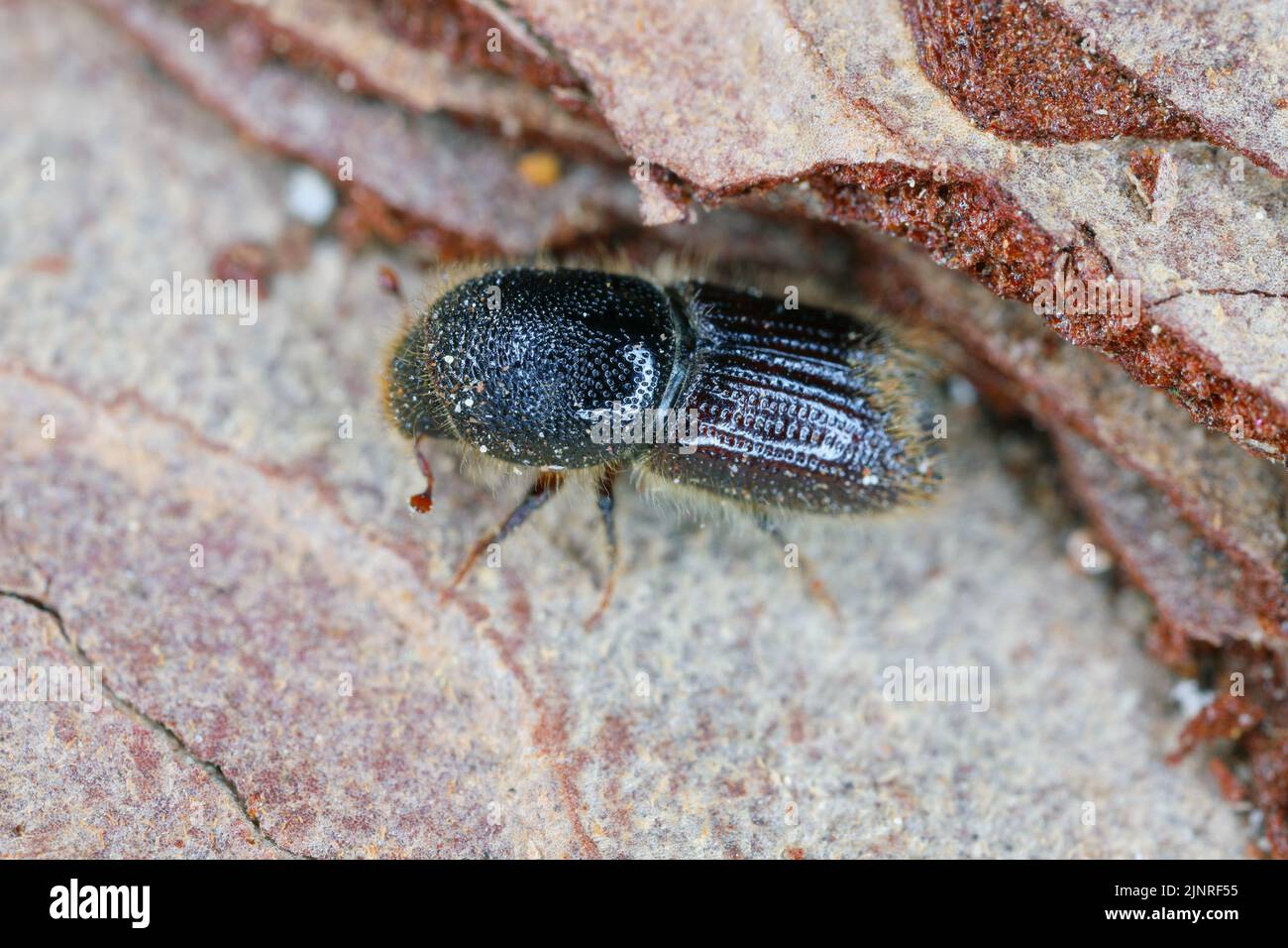Dettaglio di un coleottero di corteccia (Scolytidae, Scolytinae) su superficie di legno. Foto Stock
