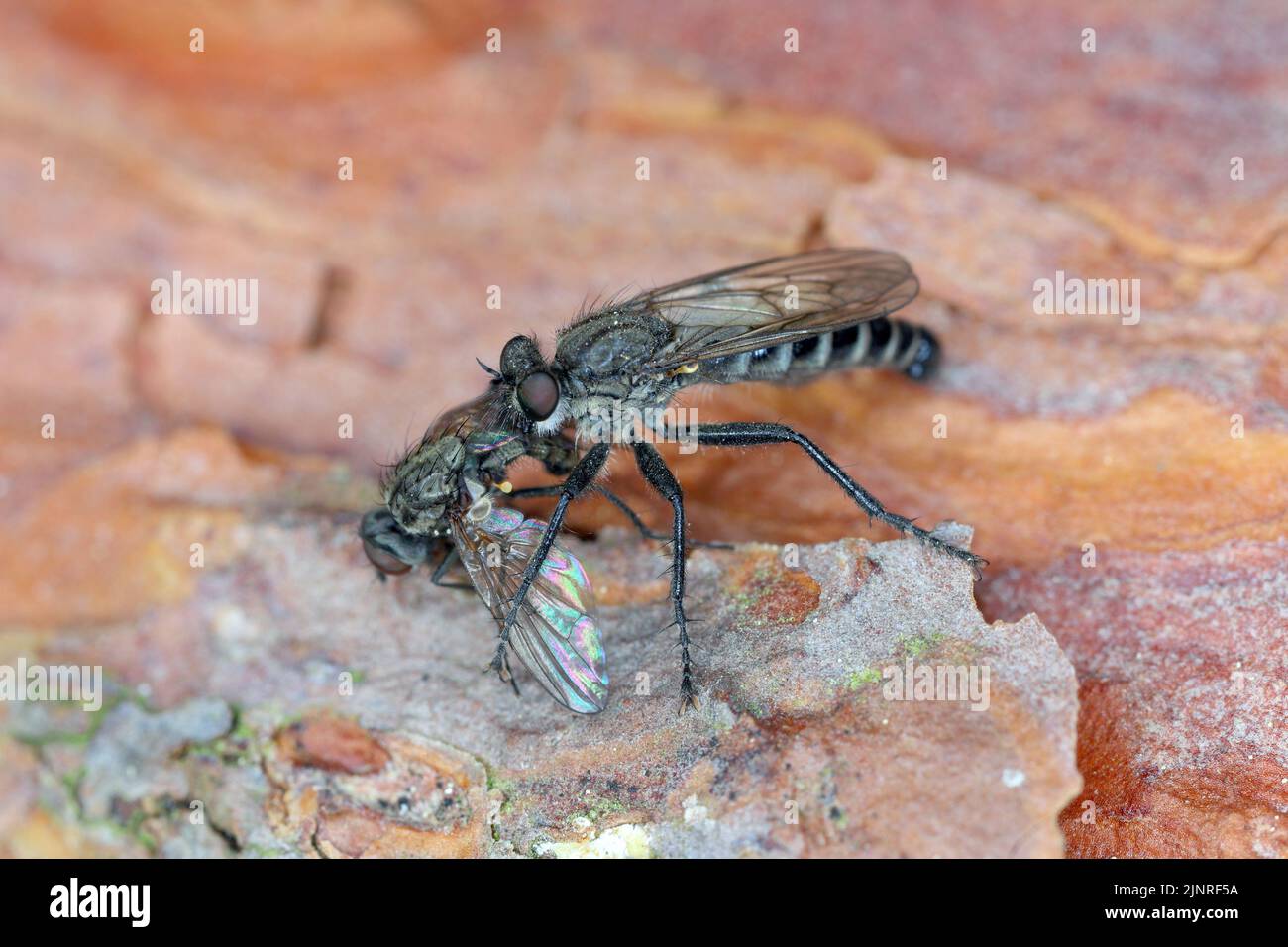 Una mosca predatoria che mangia una mosca cacciata. Foto Stock