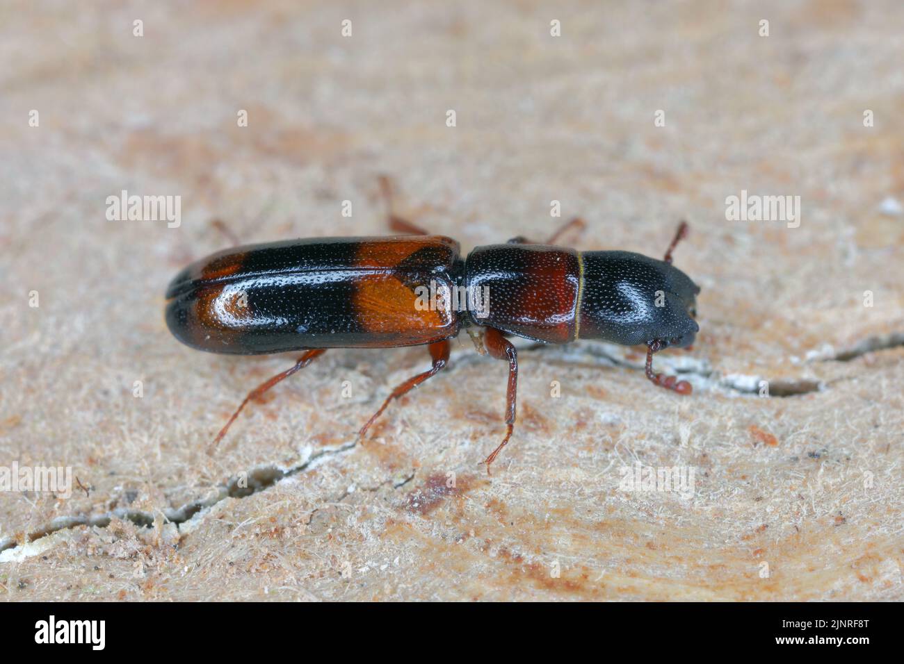 Beetle Nemozoma elongatum (Trogossitidae) su legno. Foto Stock