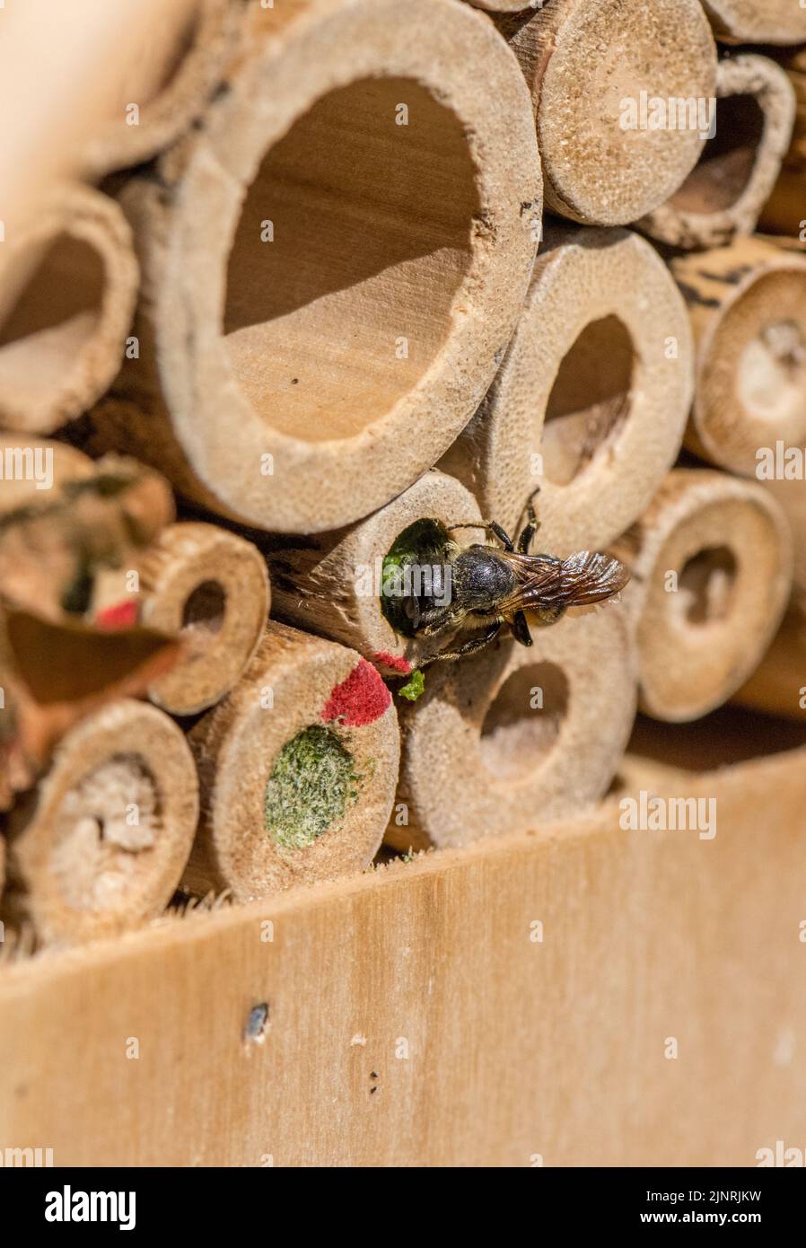 Patchwork Leaf-Cutter Bee, Megachile Centuncularis, sigillare l'ingresso alle sue cellule d'uovo con foglie che masticano in una polpa e mescolano con saliva. Foto Stock