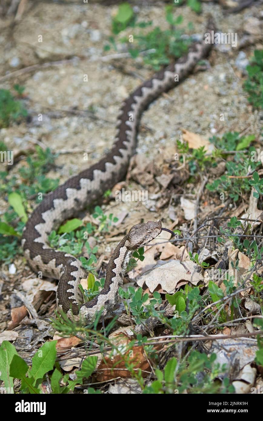 Viper maschio in habitat naturale (Vipera Ammodytes) Foto Stock