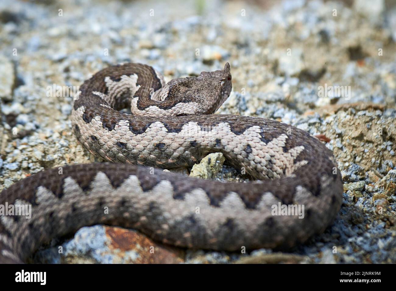 Viper maschio in habitat naturale (Vipera Ammodytes) Foto Stock