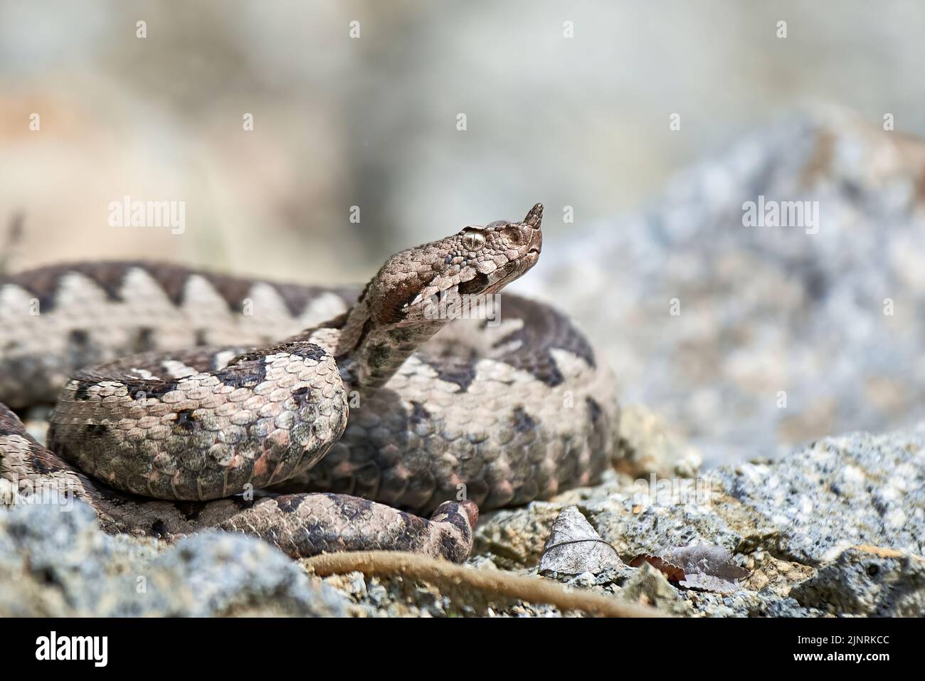 Viper maschio in habitat naturale (Vipera Ammodytes) Foto Stock