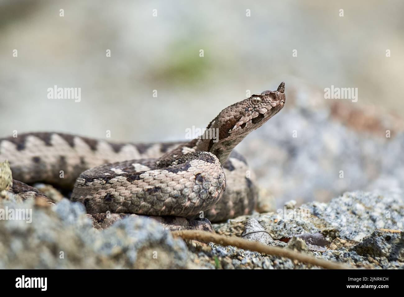 Viper maschio in habitat naturale (Vipera Ammodytes) Foto Stock
