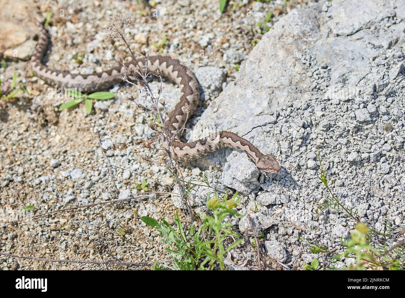Viper maschio in habitat naturale (Vipera Ammodytes) Foto Stock